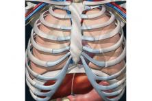 Foto 5 - Tričko XXXL pro Muže s 3D tiskem vnitřních orgánů